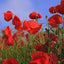 25 Slightly Assorted Flower Seed Packets - Includes 10+ Varieties - May Include: Forget Me Nots, Pinks, Marigolds, Zinnia, Wildflower, Poppy, Snapdragon and More - Made in the USA