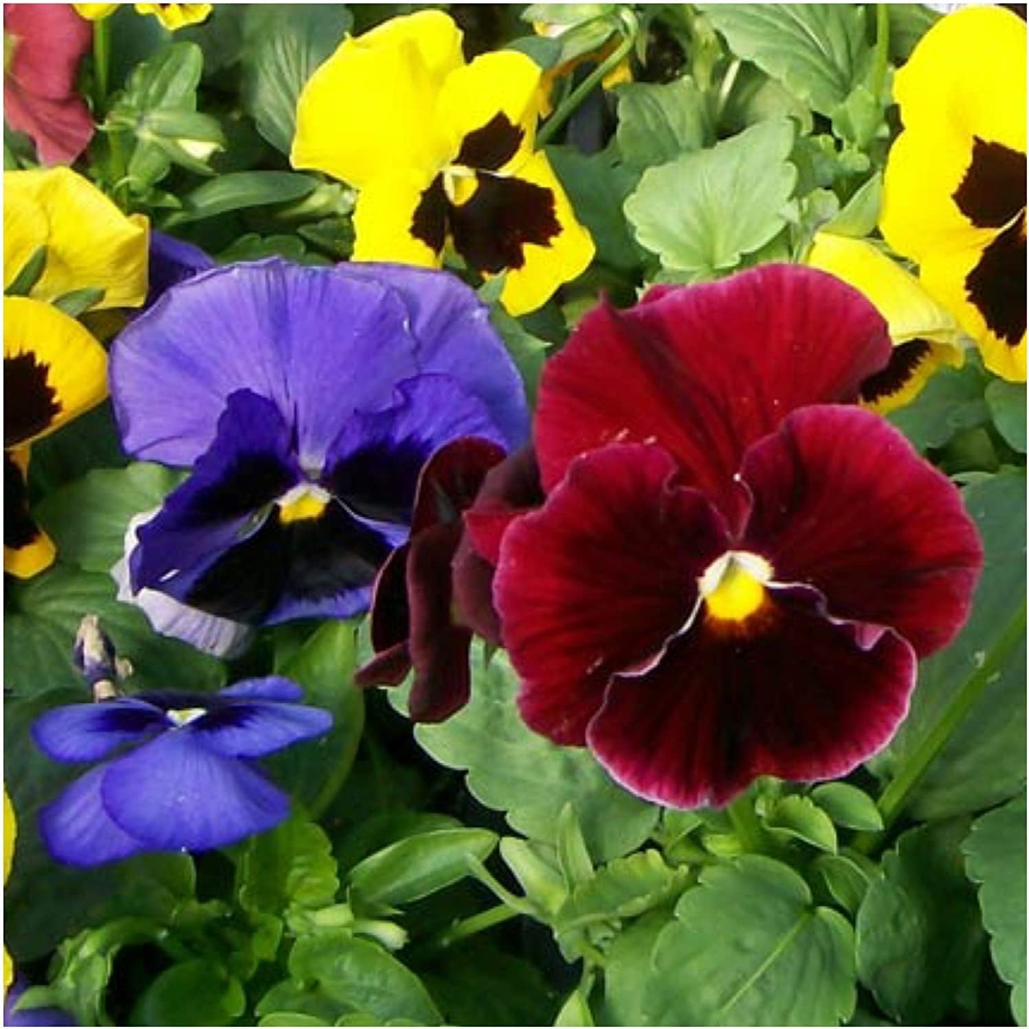 Swiss Giants Pansy Seeds for Planting (Viola wittrockiana) Single Package of 600 Seeds - Heirloom, Untreated, Attracts Monarch Butterflies