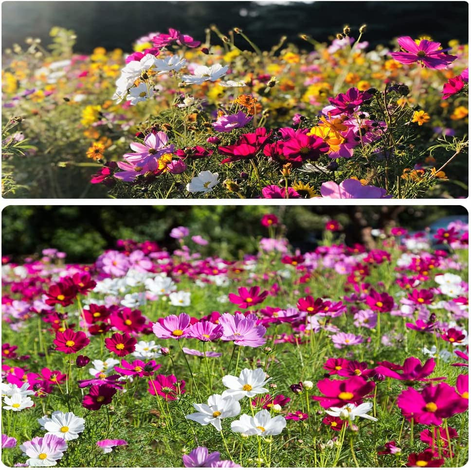 800+ Mix Color Cosmos Bipinnatus Seeds Fragrant Wildflower