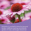 Burpee Wildflower 50,000 Bulk, 1 Bag | 18 Varieties 