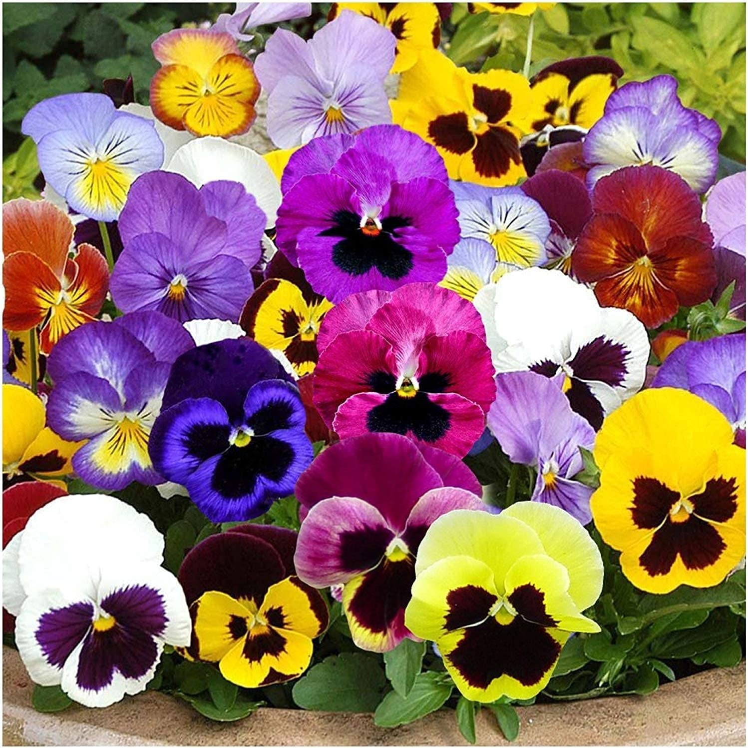 Swiss Giants Pansy Seeds for Planting (Viola wittrockiana) Single Package of 600 Seeds - Heirloom, Untreated, Attracts Monarch Butterflies