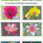 USPS Garden Beauty 2020 Forever Stamps - Booklet of 20 Postage Stamps