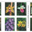 USPS Wild Orchids 2020 Forever Stamps - Booklet of 20 Postage Stamps