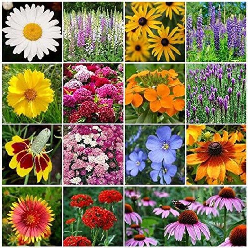 Drought Tolerant Wildflower Seeds Kit - Open-Pollinated Bulk Wild Flower Seed Mix for Beautiful Perennial, Annual Garden Flowers - No Fillers - Covers 10 sq ft.