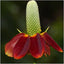  30,000 Seeds All Perennial Butterfly Attracting Wildflower Mixture 
