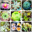 Mixed Colored Succulents Seeds 200 Pcs 
