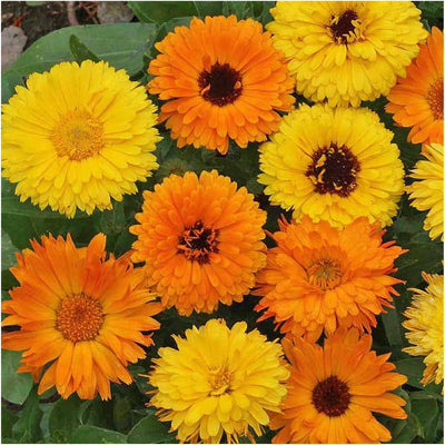 1,000+ Calendula Pacific Beauty Seeds for Planting (Calendula officinalis) Non-GMO Wildflower Mix - Butterfly and Bee Attracting! - Bulk