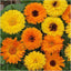 1,000+ Calendula Pacific Beauty Seeds for Planting (Calendula officinalis) Non-GMO Wildflower Mix - Butterfly and Bee Attracting! - Bulk