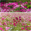 800+ Mix Color Cosmos Bipinnatus Seeds Fragrant Wildflower