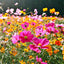 800+ Mix Color Cosmos Bipinnatus Seeds Fragrant Wildflower
