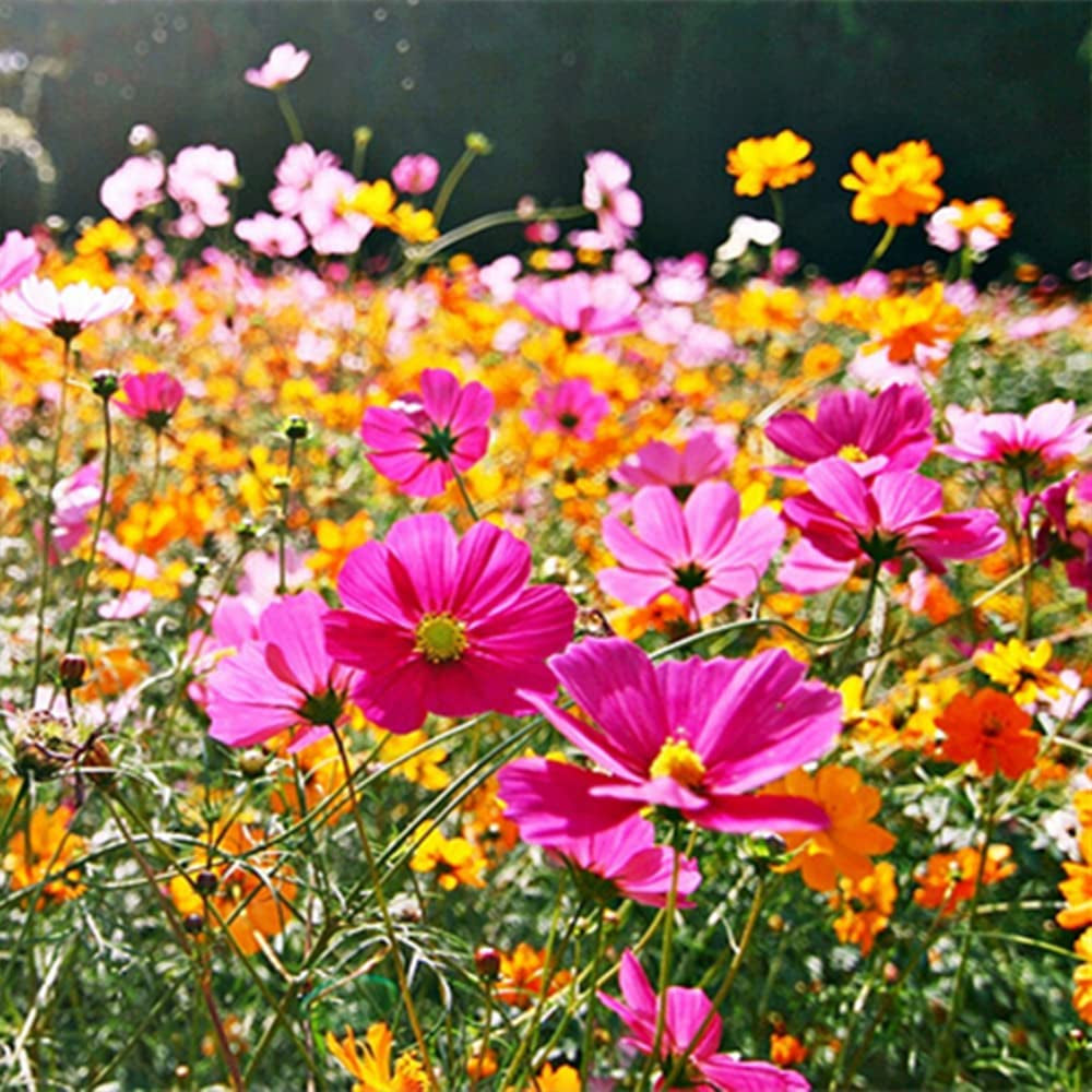 800+ Mix Color Cosmos Bipinnatus Seeds Fragrant Wildflower