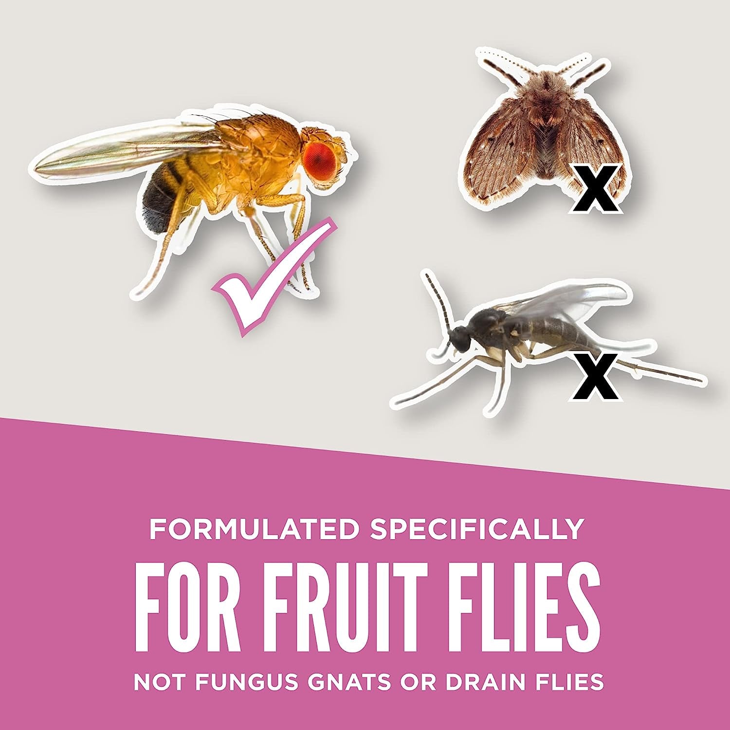  FlyPunch Fruit Fly Trap 