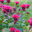 Mix Bee Balm Seeds, Ultra-Colorful Fragrant Flowers, Pack of 100 Seeds