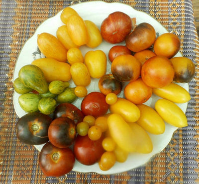 Vegetable Tomato Kaleidoscope Variety Mix (from Small to Giant) - 50 Seeds
