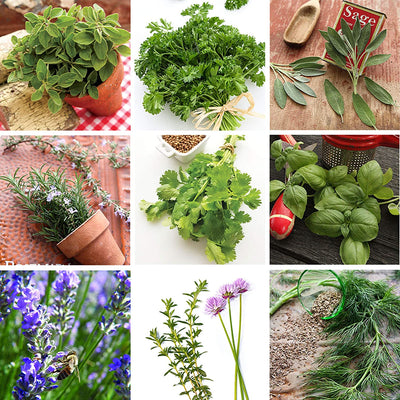 Culinary Herb Seeds Variety Pack