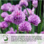 Spike Lavender Seeds for Planting (Lavandula latifolia) Single Package of 500 Seeds - Fragrant Heirloom Attracts Butterflies & Pollinators