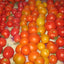Vegetable Tomato Kaleidoscope Variety Mix (from Small to Giant) - 50 Seeds