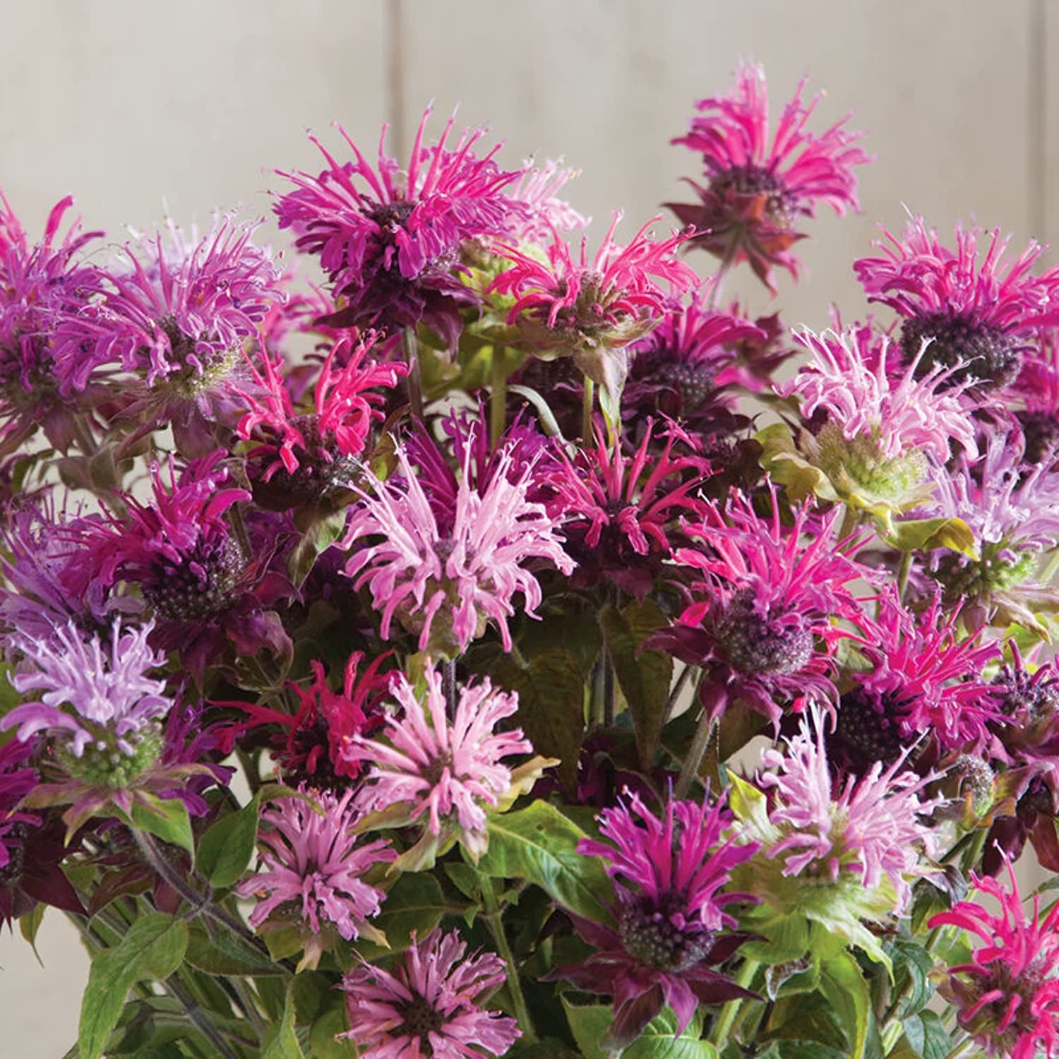 Mix Bee Balm Seeds, Ultra-Colorful Fragrant Flowers, Pack of 100 Seeds