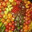 Vegetable Tomato Kaleidoscope Variety Mix (from Small to Giant) - 50 Seeds