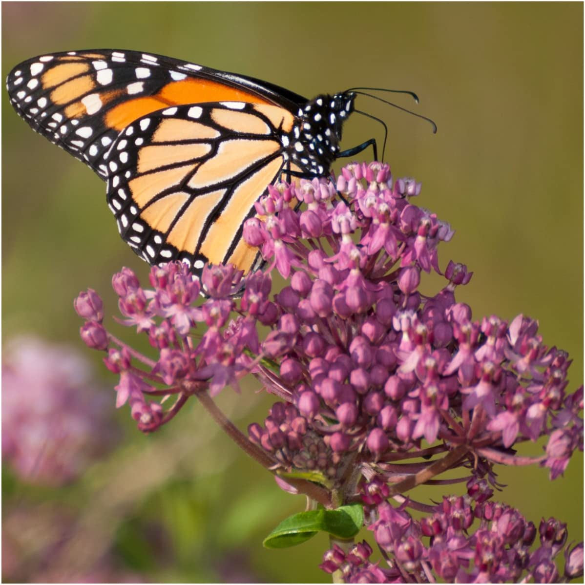 Pink Swamp Milkweed Seeds for Planting (Asclepias incarnata) Single Package of 100 Seeds - Heirloom & Untreated, Attracts Monarchs