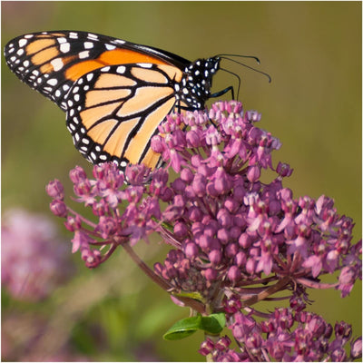 Pink Swamp Milkweed Seeds for Planting (Asclepias incarnata) Single Package of 100 Seeds - Heirloom & Untreated, Attracts Monarchs