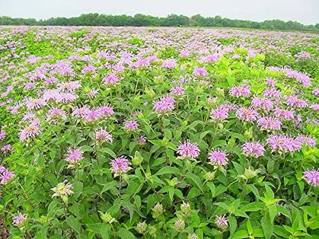 200+ Wild Bergamot Seeds Heirloom Non-GMO Fragrant Mintleaf Bee Balm Oswego Tea Monarda fistulosa menthifolia from USA