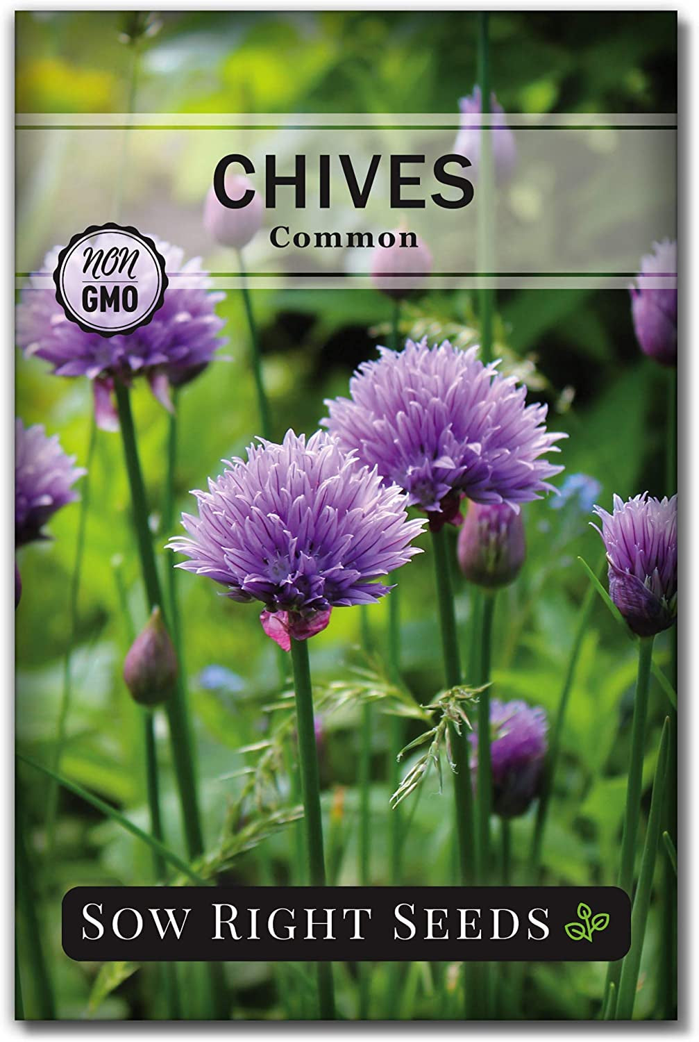  5 Herb Seed Collection - Genovese Basil, Chives, Cilantro, Italian Parsley, and Oregano Seeds