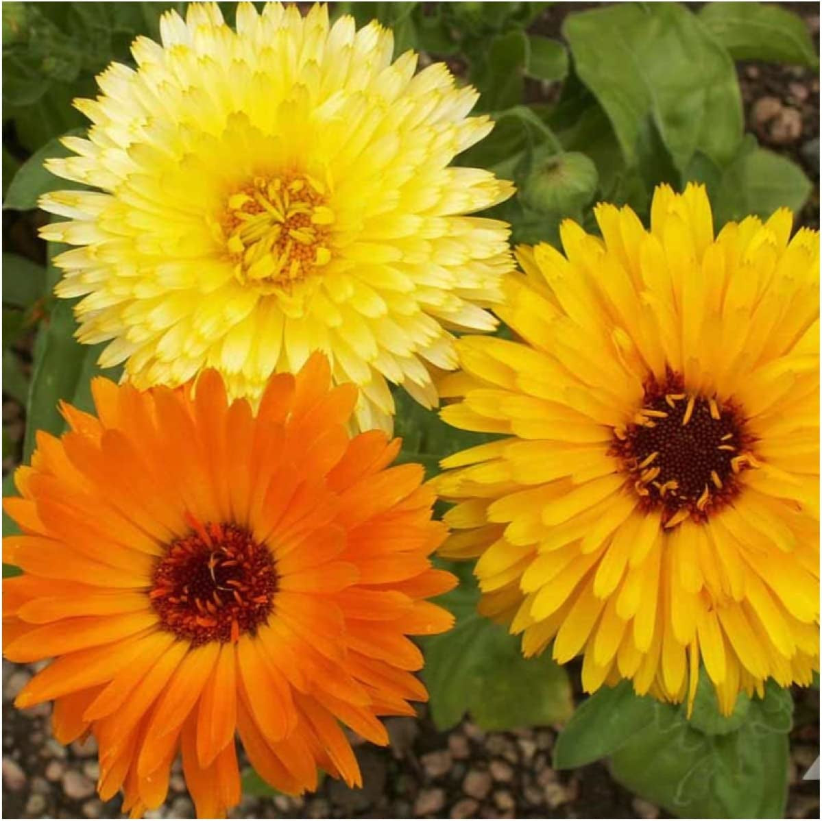 1,000+ Calendula Pacific Beauty Seeds for Planting (Calendula officinalis) Non-GMO Wildflower Mix - Butterfly and Bee Attracting! - Bulk