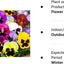 1,000+ Pansy Seeds- Swiss Giants Mix Flower Seeds (Bulk) Hardy Annual by Ohio Heirloom Seeds
