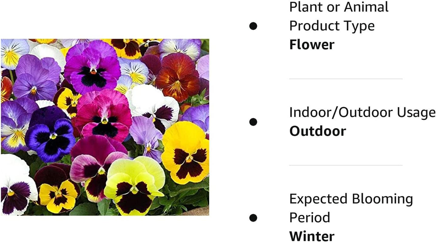 1,000+ Pansy Seeds- Swiss Giants Mix Flower Seeds (Bulk) Hardy Annual by Ohio Heirloom Seeds